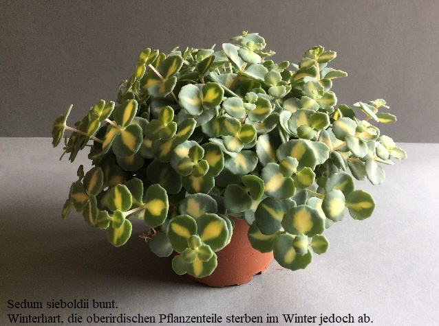Sedum sieboldii bunt.
  Winterhart, die oberirdischen Pflanzenteile sterben im Winter jedoch ab.